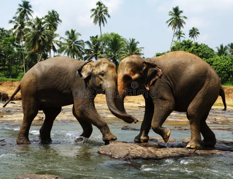 Elephant orphanage